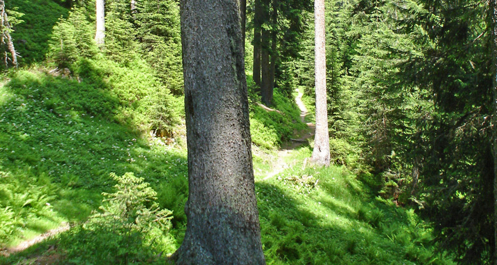 Hochmoorwanderung St. Antönien Grossried