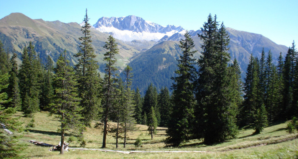 Hochmoorwanderung St. Antönien Grossried