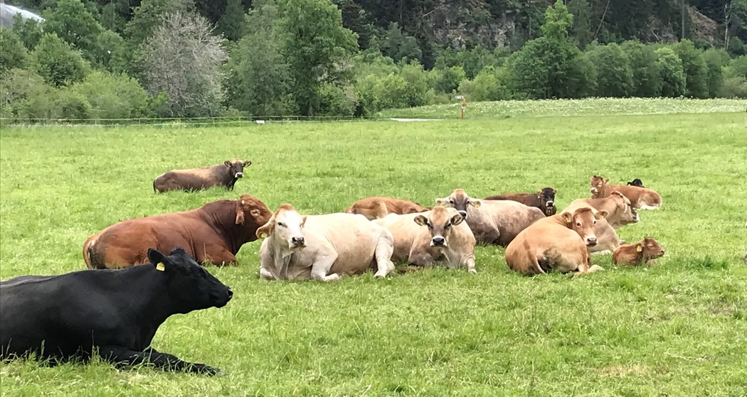 Müstair - Spizkehrentrail - Müstair (oua_64281297_image)