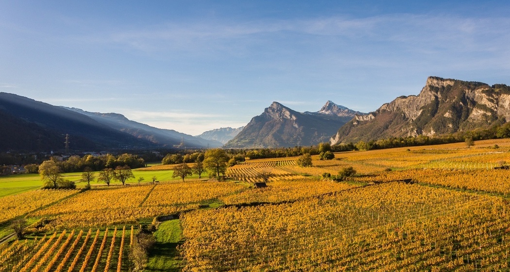 Blick auf die Weinbauregion Bündner Herrschaft