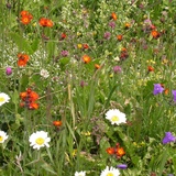 Fauna und Flora Schanfigg