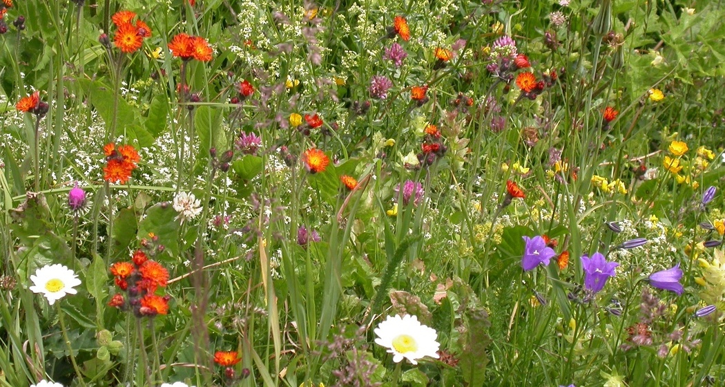 Fauna und Flora Schanfigg