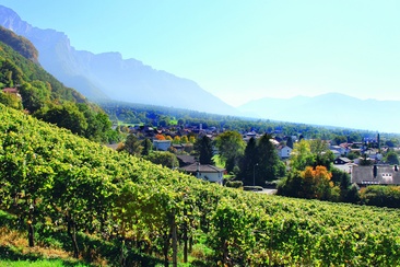 Trimmis (oua_64502474_image)