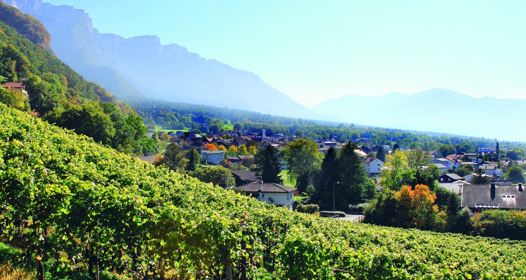 Trimmis (oua_64502474_image)