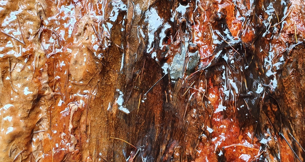 Farbenvielfalt der Oberen Fuschna-Quelle