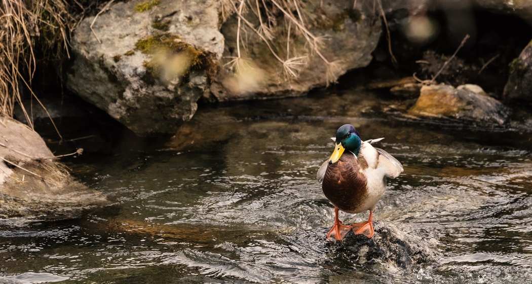 Dammweg Islen (oua_65688275_image)