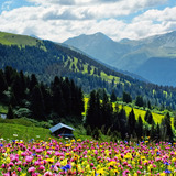 Herrliche Blumenwiese im Schanfigg