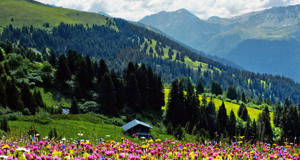 Herrliche Blumenwiese im Schanfigg