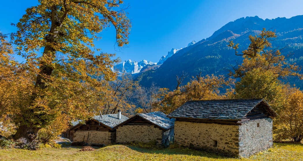 Kastanienwald - Plazza (oua_66402594_image)