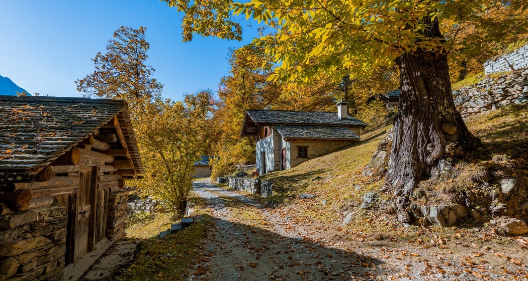 Kastanienwald - Plazza (oua_66402598_image)