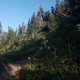Bergwald-Wundertüte, Darlux (oua_66821065_image)