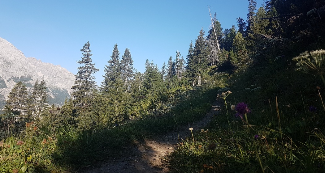 Bergwald-Wundertüte, Darlux (oua_66821065_image)
