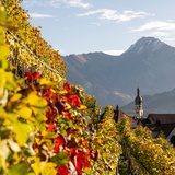 Vineyard Mels