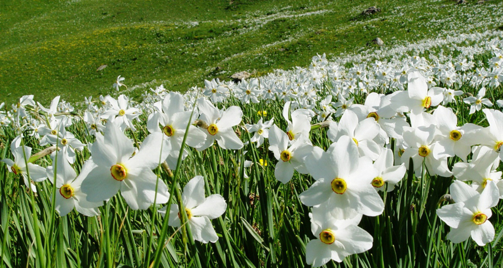 Wilde Narzissenfelder in Seewis