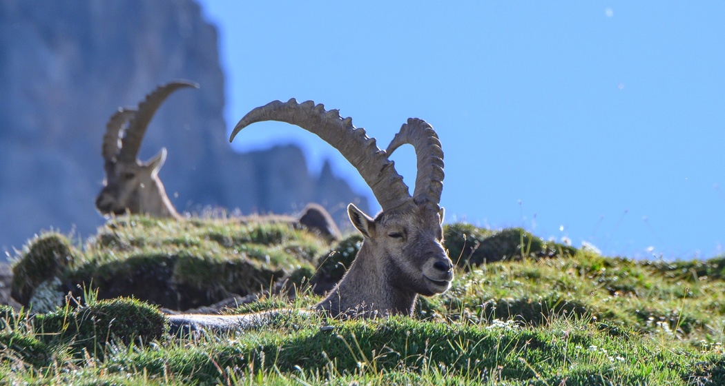Schweizerische Nationalpark