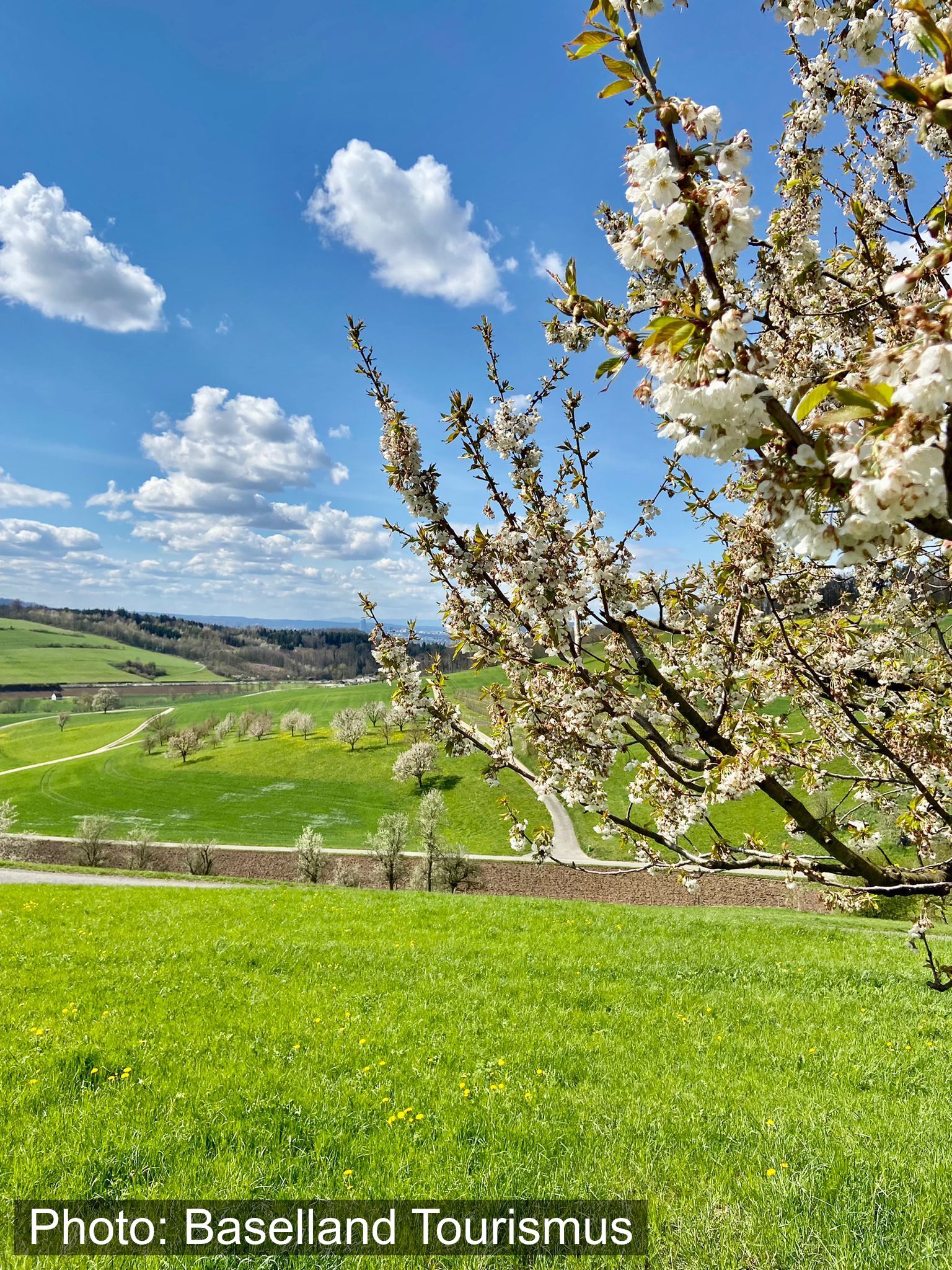 Arisdörfer Chirsiweg (Kirschenweg)