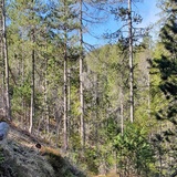 Trailrun leicht - Landwasserviadukt - Filisur (oua_70372895_image)