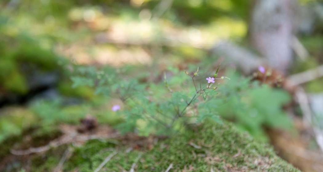 Erlebnisweg "Minas da Gulatsch" (oua_70433227_image)