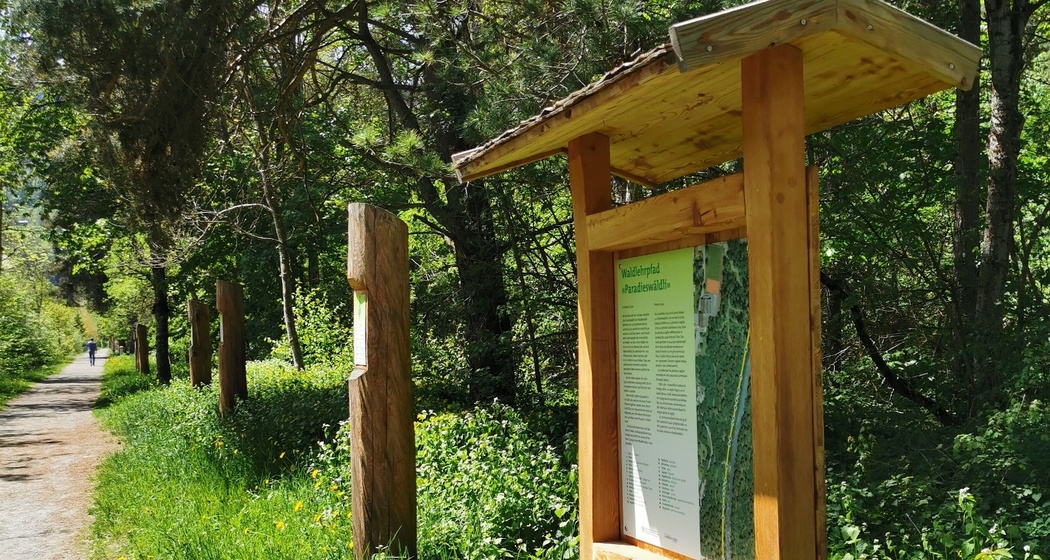 Waldlehrpfad im Paradieswäldli in Ilanz