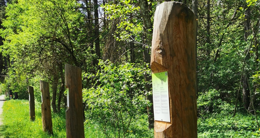 Waldlehrpfad im Paradieswäldli in Ilanz