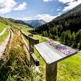 Pflanzenpfad Samnaun