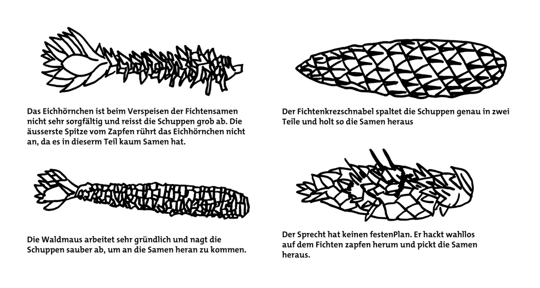 Wer hat den Fichtenzapfen angeknabbert?