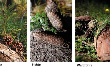 Fichten und Föhren