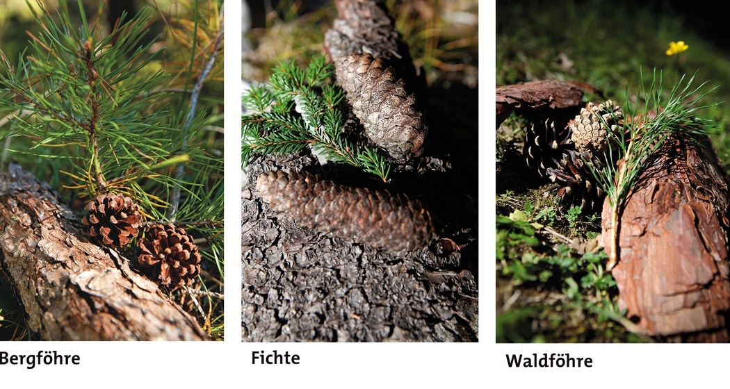 Fichten und Föhren