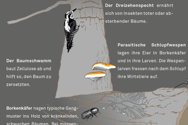 Biodiversity at Crap Furò