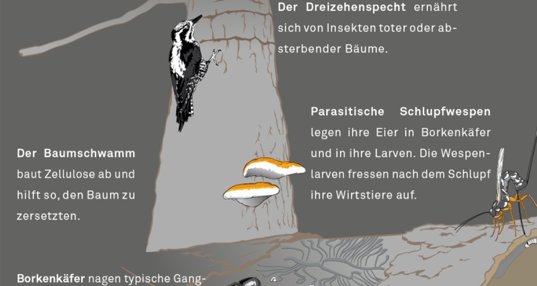 Artenvielfalt am Crap Furò