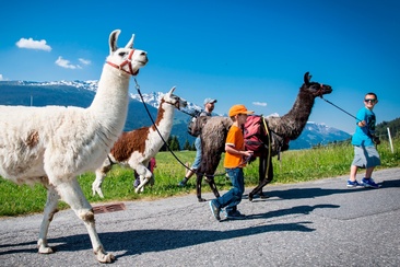 Das Foto zeigt eine Familie die einen Ausflug mit Lamas macht