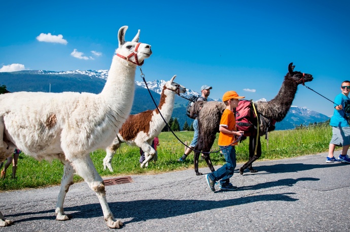 Das Foto zeigt eine Familie die einen Ausflug mit Lamas macht