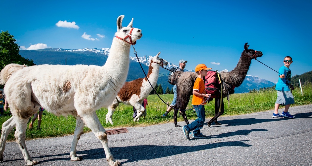 Das Foto zeigt eine Familie die einen Ausflug mit Lamas macht