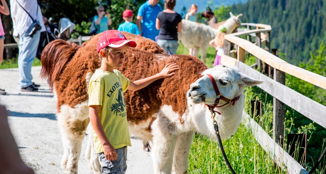 Das Foto zeigt einen kleinen Jungen der ein Lama streichelt