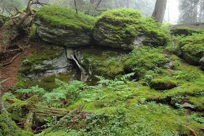 Das Foto zeigt den Uaul scatlè der älteste Fichtenurwald Europas