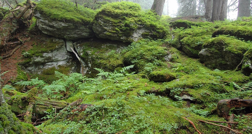Das Foto zeigt den Uaul scatlè der älteste Fichtenurwald Europas