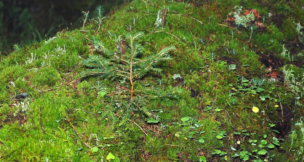 Das Foto zeigt eine junge Fichte die am wachsen ist