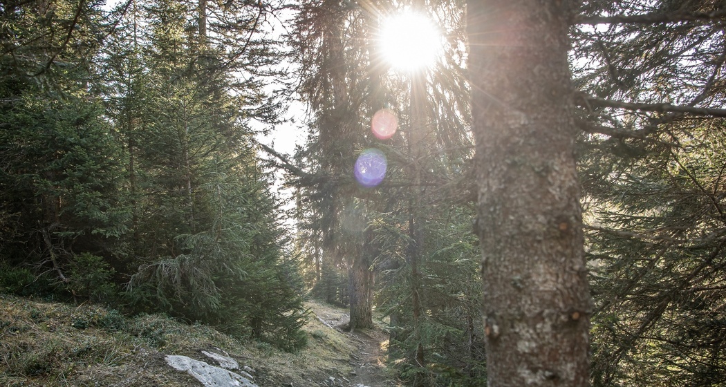 Green Valley: Plaun- Runca Höhe (oua_71960533_image)