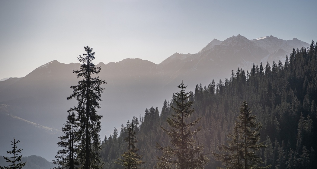 Green Valley: Plaun- Runca Höhe (oua_71960537_image)