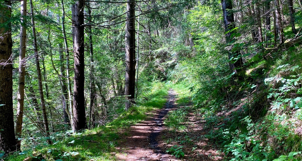 Singletrail zum Pkt 687