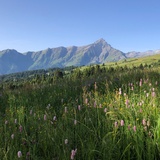 Blumenwiese am Heinzenberg mit Blick auf den Piz Beverin