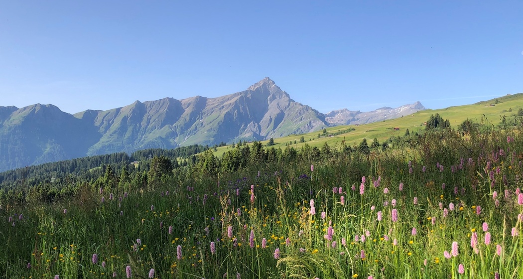 Blumenwiese am Heinzenberg mit Blick auf den Piz Beverin