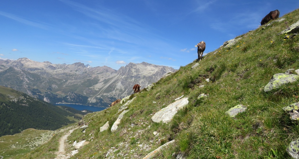 Lej Sgrischus-Val Fex (oua_72662183_image)
