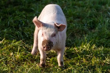 Schwein auf der Weide