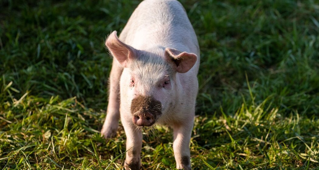 Schwein auf der Weide