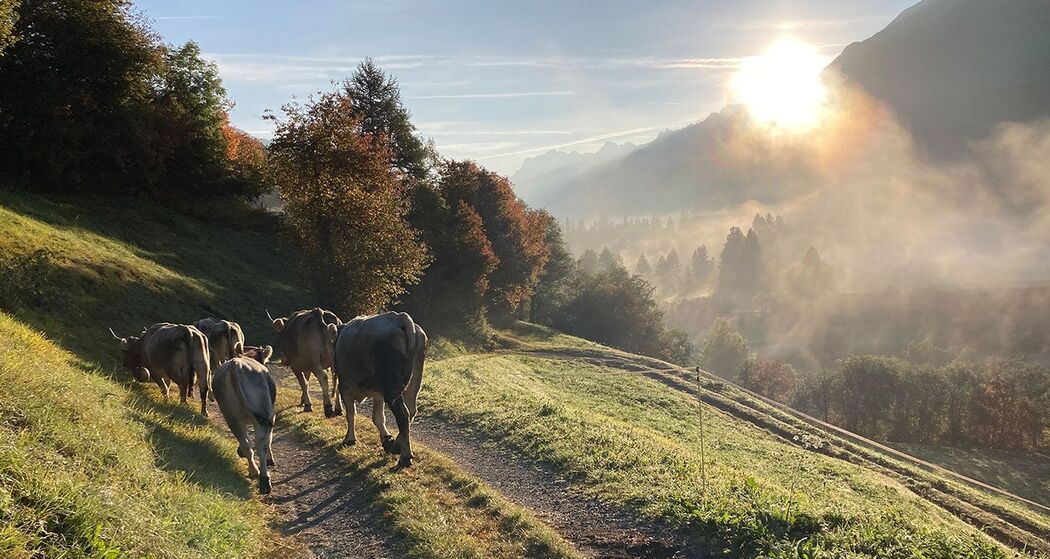 Kühe mit Sonne