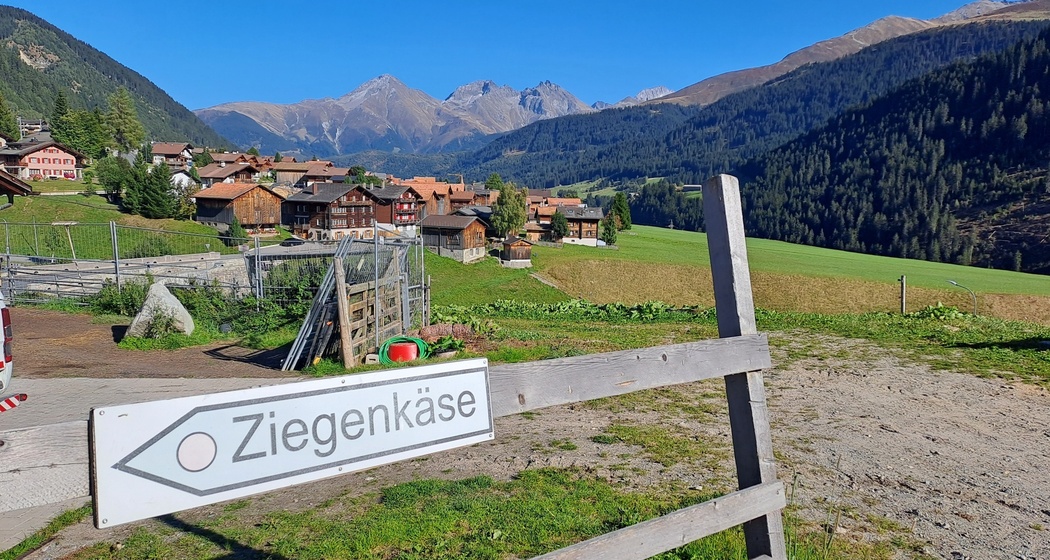 Die Ziegen sind gerade auf der Weide