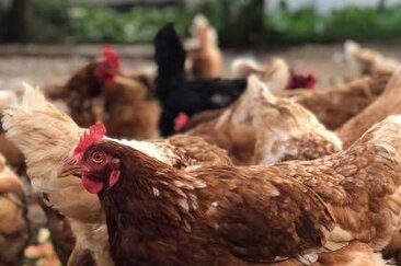 Biobarnom (oua_74678697_image)