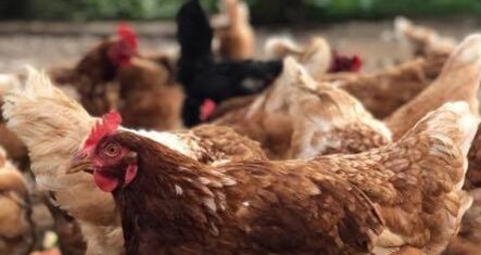 Biobarnom (oua_74678697_image)