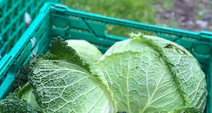 Biobarnom (oua_74678699_image)